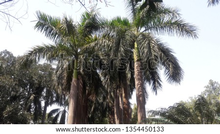 Palm trees are a botanical family of perennial lianas, shrubs, and trees. They are the only members of the family Arecaceae. Loved most for its paradise like vibes, palm trees are the perfect option.