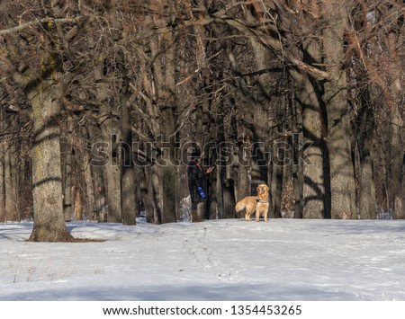 Woman walks in the winter with dogs. Sunny day. Golden Retriever looks into the distance. Dressed little dog next to the owner. Big trees. Shadow on the trees.