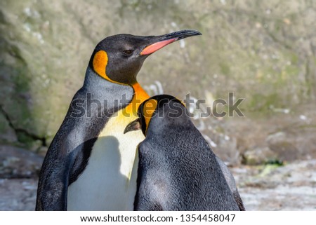 Pair of king penguins basking on afternoon sunlight.Blurred rock in background.Bright and vibrant wildlife image with copy space.Majestic, large and colourful birds.
