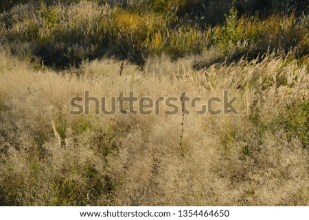 Meadow with dry herbs in september. Nature in the beginning of autumn.
