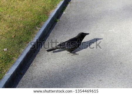 Black raven bird walking on a grassy field in Nyon, Switzerland. In the photo you see the bird, its shadow, grass and a walkway made of asphalt. Photographed during a sunny spring day. Color image.