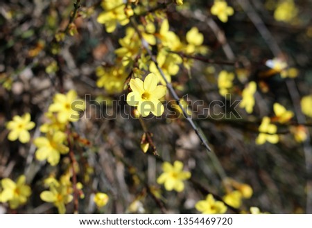 Little yellow flowers growing from a bush in Switzerland. Beautiful bright flowers with a lovely shape. Photographed during a sunny spring day. Closeup photo. Color image.