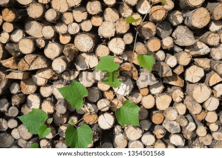 Stack of firewood and grape green creeping vine.