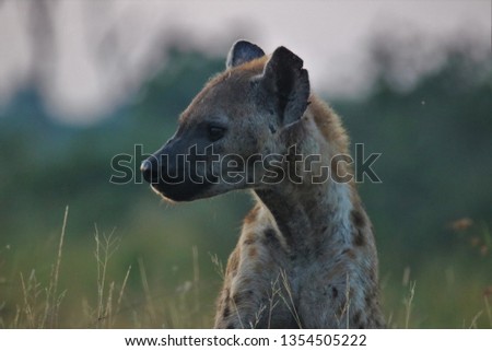 spotted hyena portrait 
