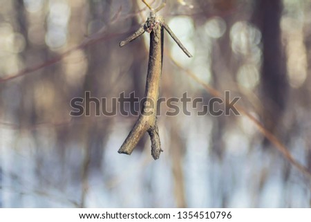 dry branch close-up