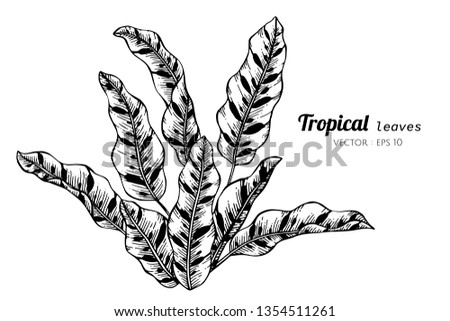 Collection set of Tropical leaves drawing illustration. for pattern, logo, template, banner, posters, invitation and greeting card design.

