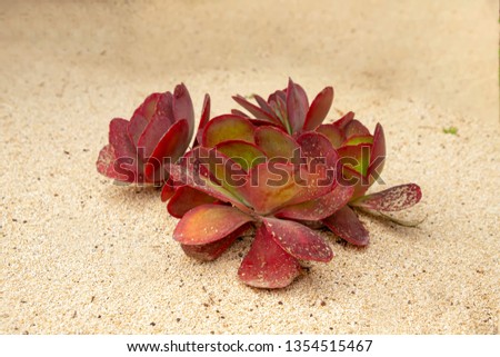 Succulent with pink leaves growing in the white sand close up