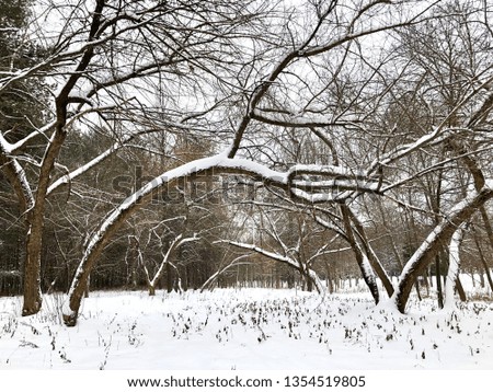 Winter forest in Belarus.