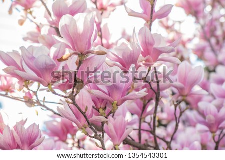 Sunny Magnolia branch covered with flowers