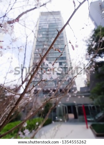 An image of cherry blossoms bloomed at Roppongi early in the morning of March, 2019.