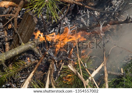 scary summer wildfire burning pine tree
