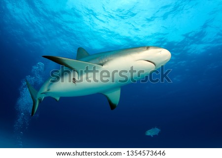 Caribbean Reef Shark (Carcharhinus perezi) from Below, against Surface. Tiger Beach, Bahamas