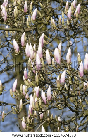 Pink magnolia blossoms on tree branches, Germany