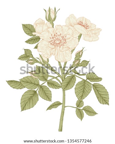Sketch Floral Botany Collection. Rose flower drawings. Beautiful line art on white backgrounds. Hand Drawn Botanical Illustrations.Vector. Royalty-Free Stock Photo #1354577246