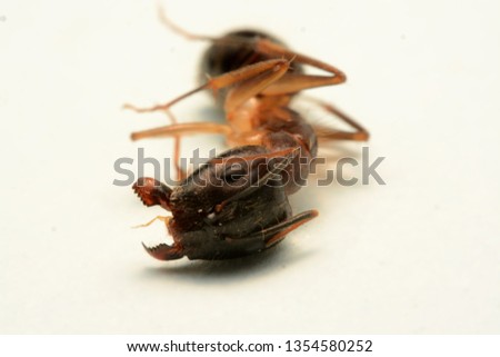 A black ant isolated on white background.