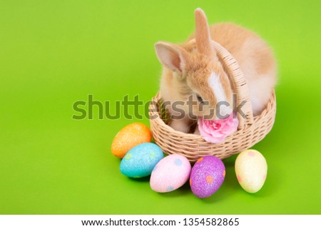 Happy easter eggs collection, Cute brown rabbit bunny with basket eggs paint green background.