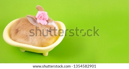 Happy easter eggs collection, Cute brown rabbit bunny with basket green background.