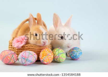 Happy easter eggs collection, Cute White rabbit bunny and brown rabbit bunny in basket and eggs paint.