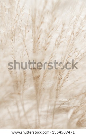 Beauty in nature, balanced lifestyle, environmental concept - Rustic autumn field