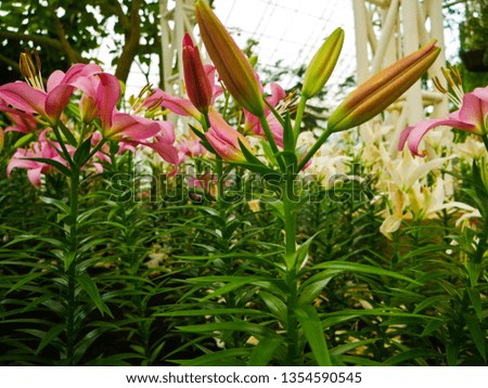 These are lily flowers in the control temperature house 25 degree at North- east of Thailand.