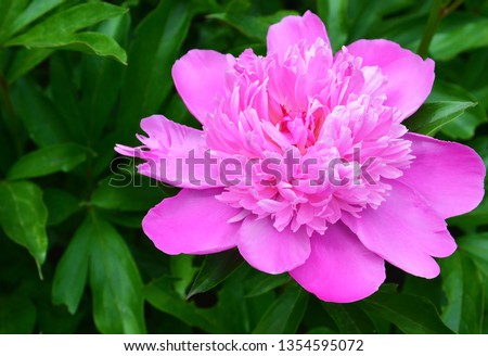 Pink peony flower on green leaves background in the garden.Peonies bloom in late spring and early summer.
Gardening concept with copy space.
Selective focus.