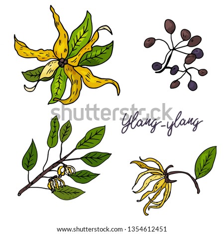  Ylang-ylang. Set of hand drawn objects isolated on white background. Black outline and color stains and drips. Vector Illustration.