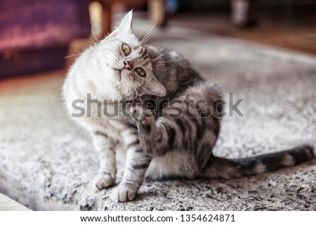 American shorthair cat is scratching,A beautiful American cat, Cats are scratching ticks. Royalty-Free Stock Photo #1354624871