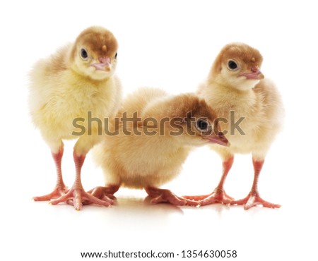 Three yellow turkeys isolated on a white background.