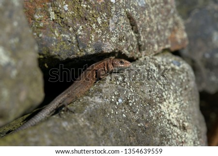 Common lizard,Zootoca vivipara,viviparous lizard