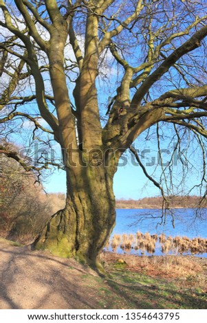 Beautiful view on a very old gnarled tree in front of a blue sky