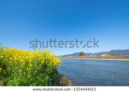 Spring riverbed and blue sky and rape blossoms