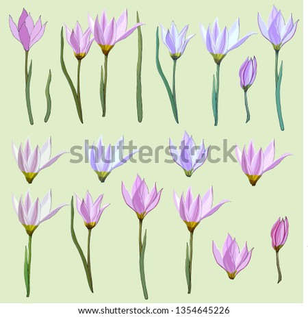 Set of pink vector flowers on a white background for the compilation of ornaments, bouquets, decoration of invitations, cards and greetings. Crocus, Arabis