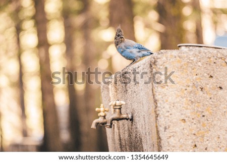 Stellers Blue Jay perched on concrete above taps, Lassen Volcanic National Park, California, USA with forest backdrop with golden light