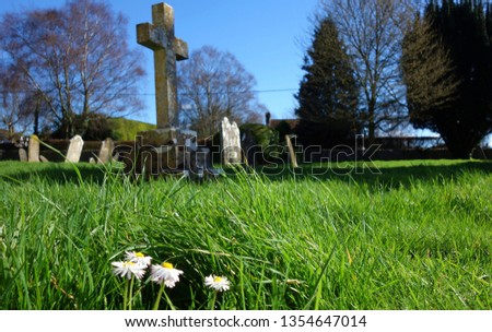 Small white daisies flower growing, blooming in cemetery church yard. Selective focus on the flowers, long green grass as foreground with blurry headstones & trees in background. Space to add own text