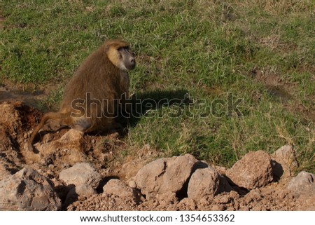 Baboon standing in a field, Amboseli national park, Kenya
