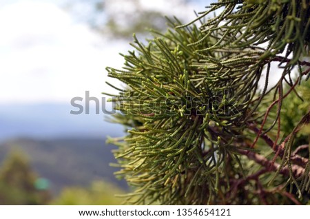 macro shot of branches of a tropical deciduous tree on a background of mountains