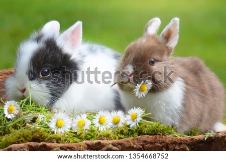 Two Easter bunnies with daisy flowers. Royalty-Free Stock Photo #1354668752