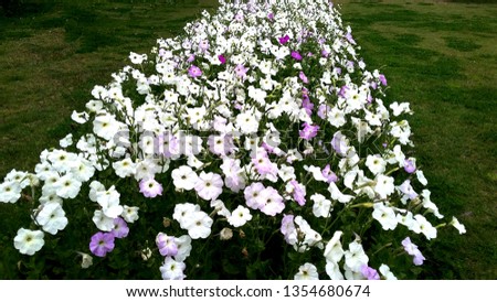 flowers in garden white with full bloom
