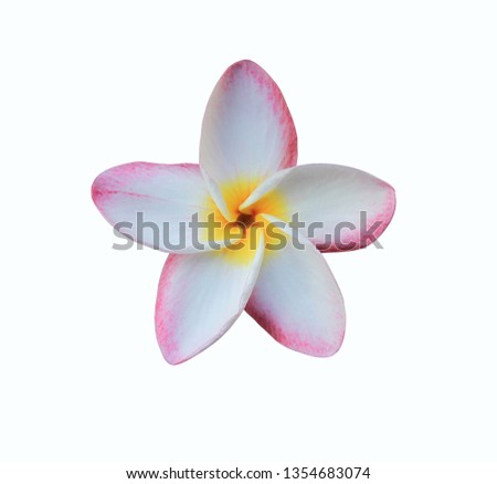 Plumeria, Frangipani, Temple tree, Pink Frangipani flower isolated on white background. with clipping path