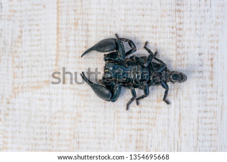 Asian black scorpion on white wooden background in Ubud, island Bali, Indonesia. Close up