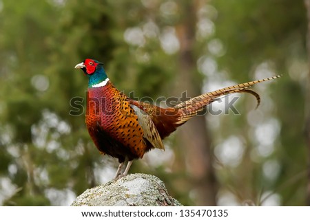 The beautiful colored male Pheasant (Phasianus colchicus) on the top of the rock.  The head is bottle green with a small crest and distinctive red wattle. Uppland, Sweden Royalty-Free Stock Photo #135470135