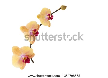 Twig of orchid.
Twig of orchid isolated on a white background. Copy spase.
