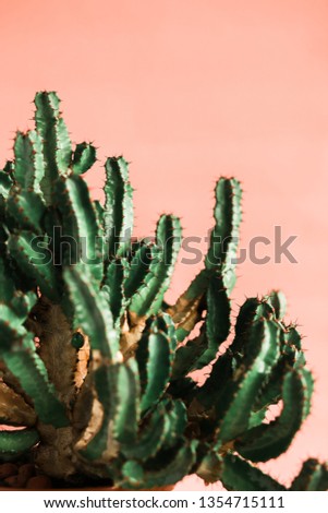 Green cactus on orange background natural light