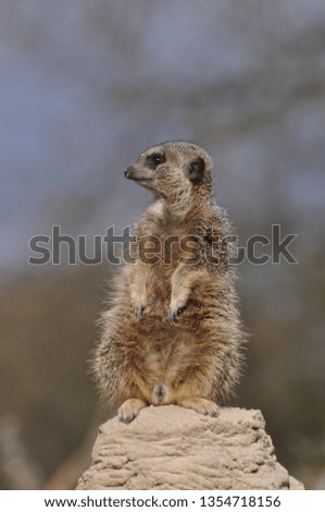 Meerkat sitting alert