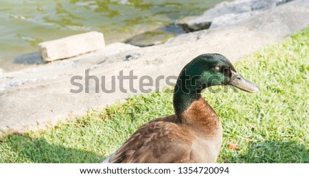 Duck living in the  public park of Thailand