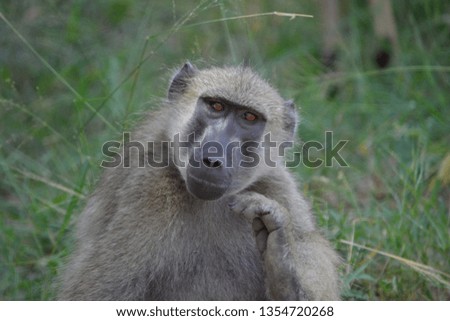 Up close picture of a monkey in South Africa