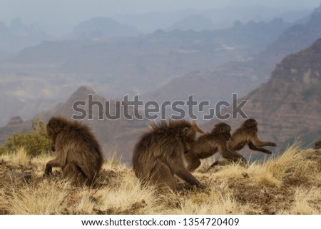 Ethiopian gelada baboons on the mountains landscape
