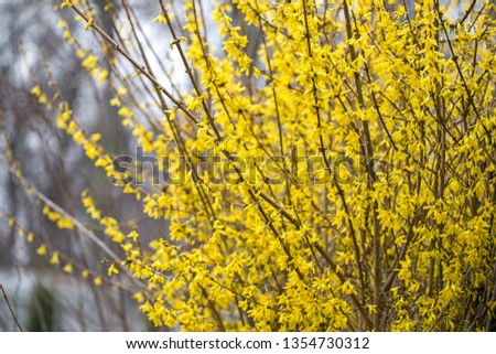 Forsythia flowers in front of with green grass and blue sky. Golden Bell, Border Forsythia (Forsythia x intermedia, europaea) blooming in spring garden bush.  Royalty-Free Stock Photo #1354730312