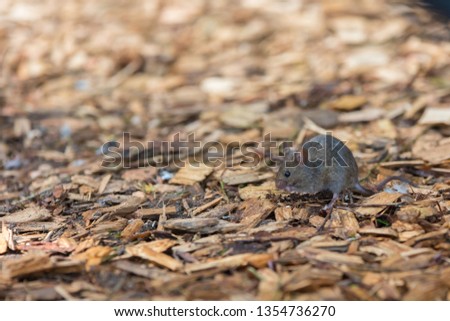 house mouse (Mus musculus) looking for food in urban environment Royalty-Free Stock Photo #1354736270