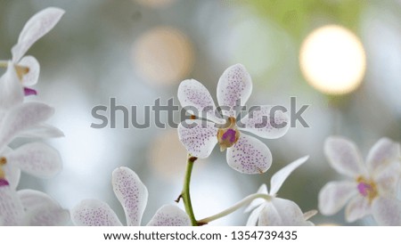 Beautiful orchid photos